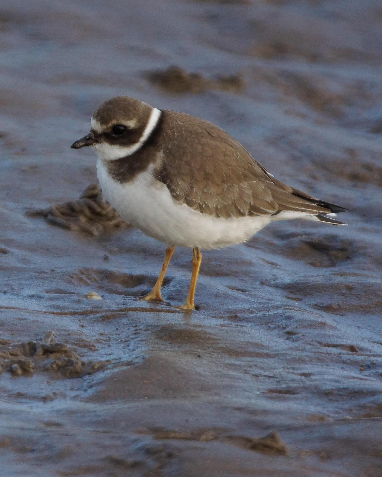 Common Ringed Plover Photo by Steve Percival