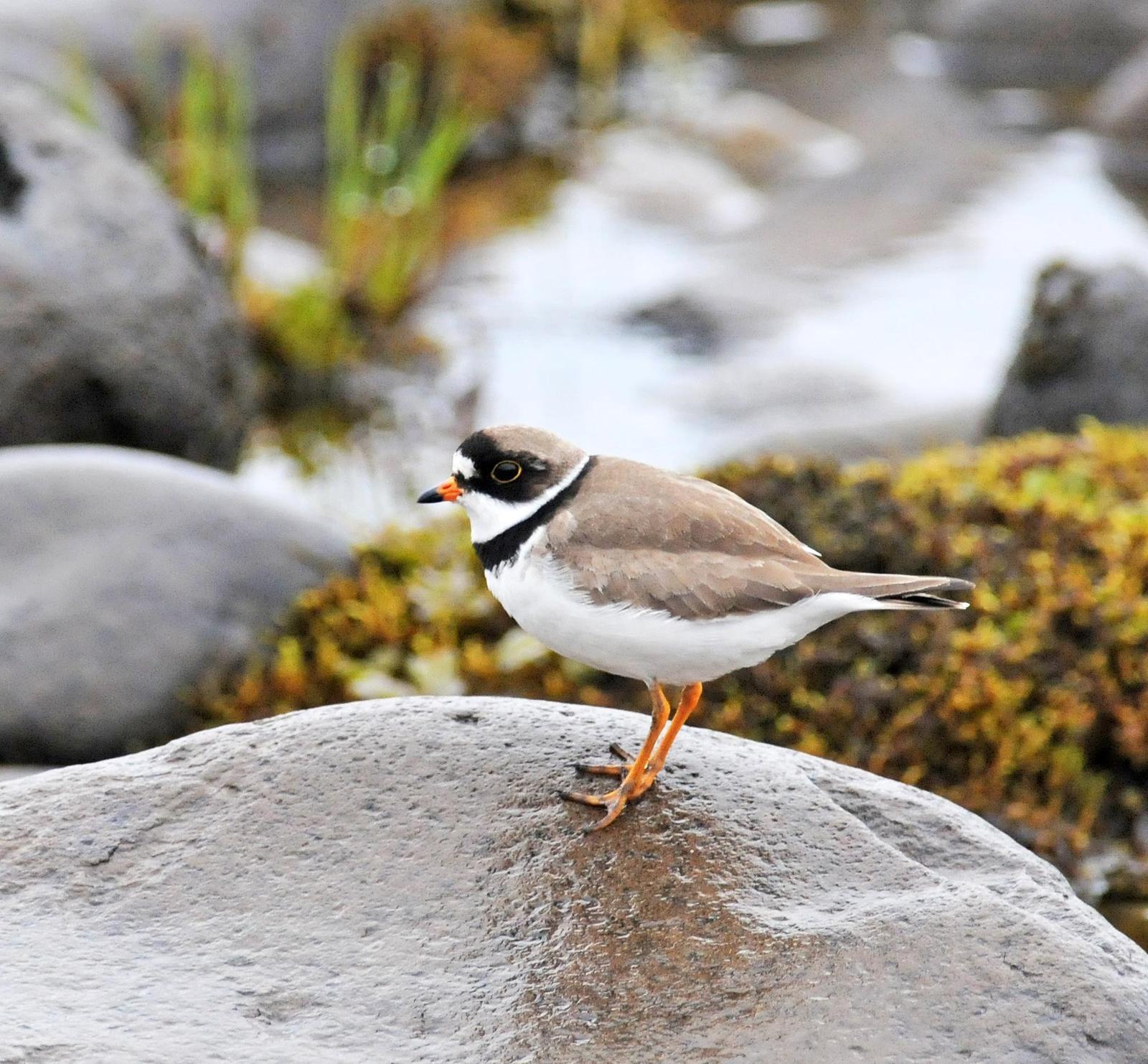 Semipalmated Plover Photo by Steven Mlodinow