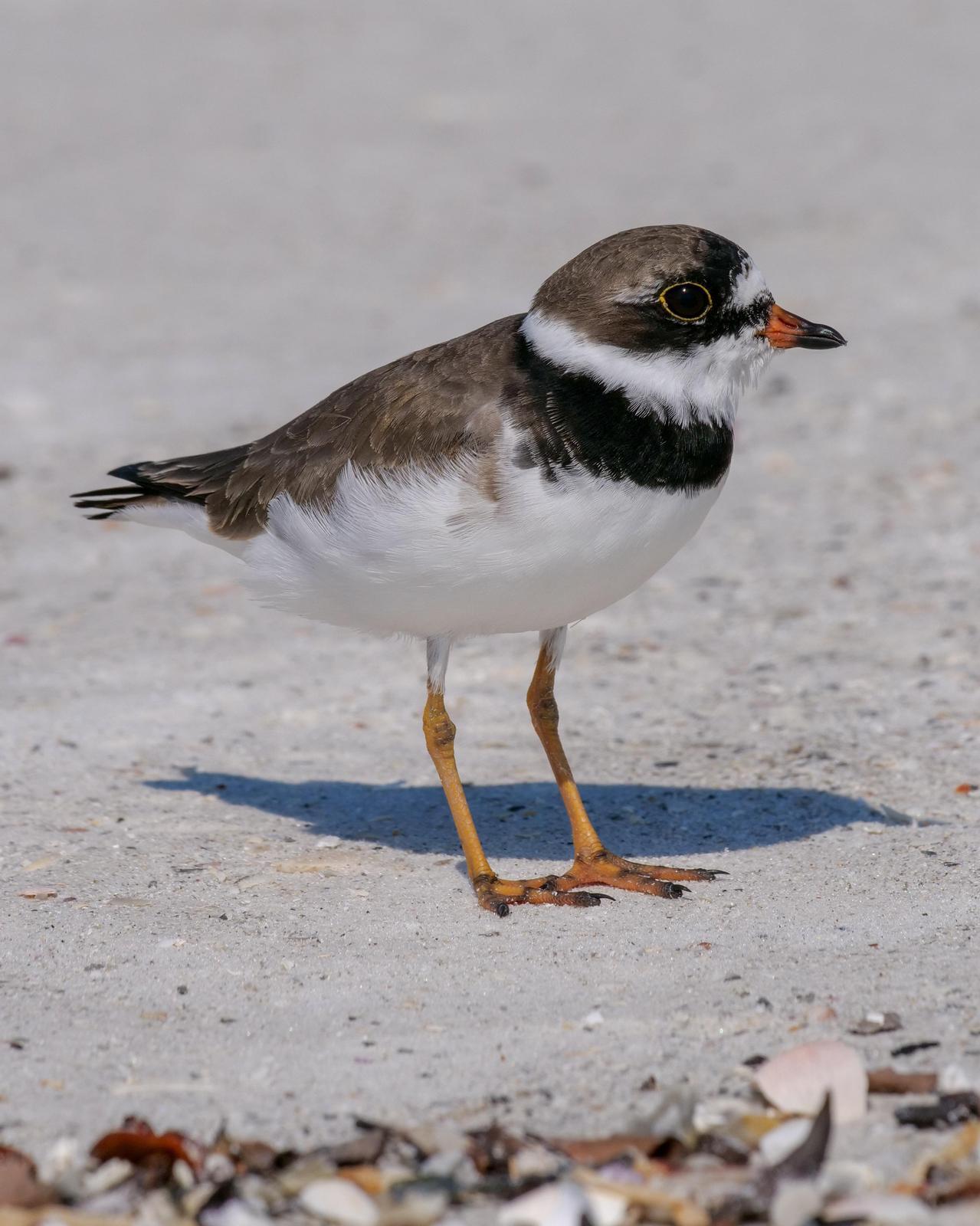 Semipalmated Plover Photo by Steve Percival