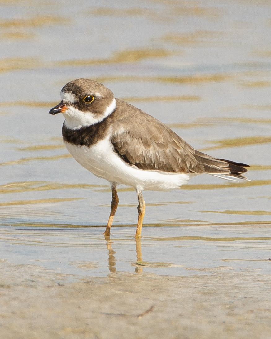 Semipalmated Plover Photo by JC Knoll