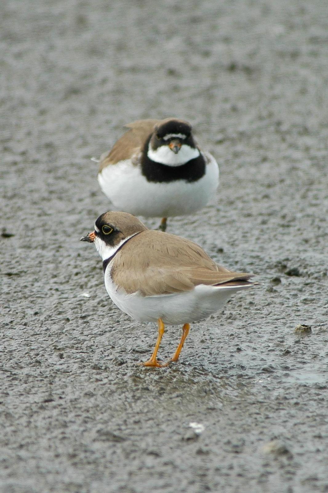 Semipalmated Plover Photo by Tom Ford-Hutchinson
