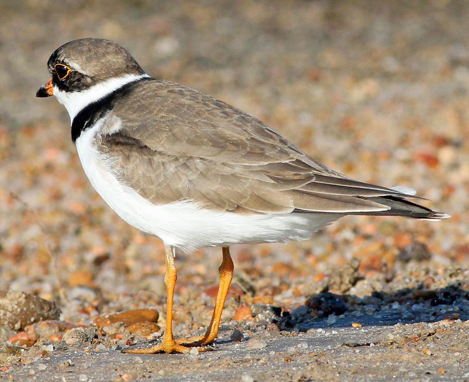 Semipalmated Plover Photo by Tom Gannon
