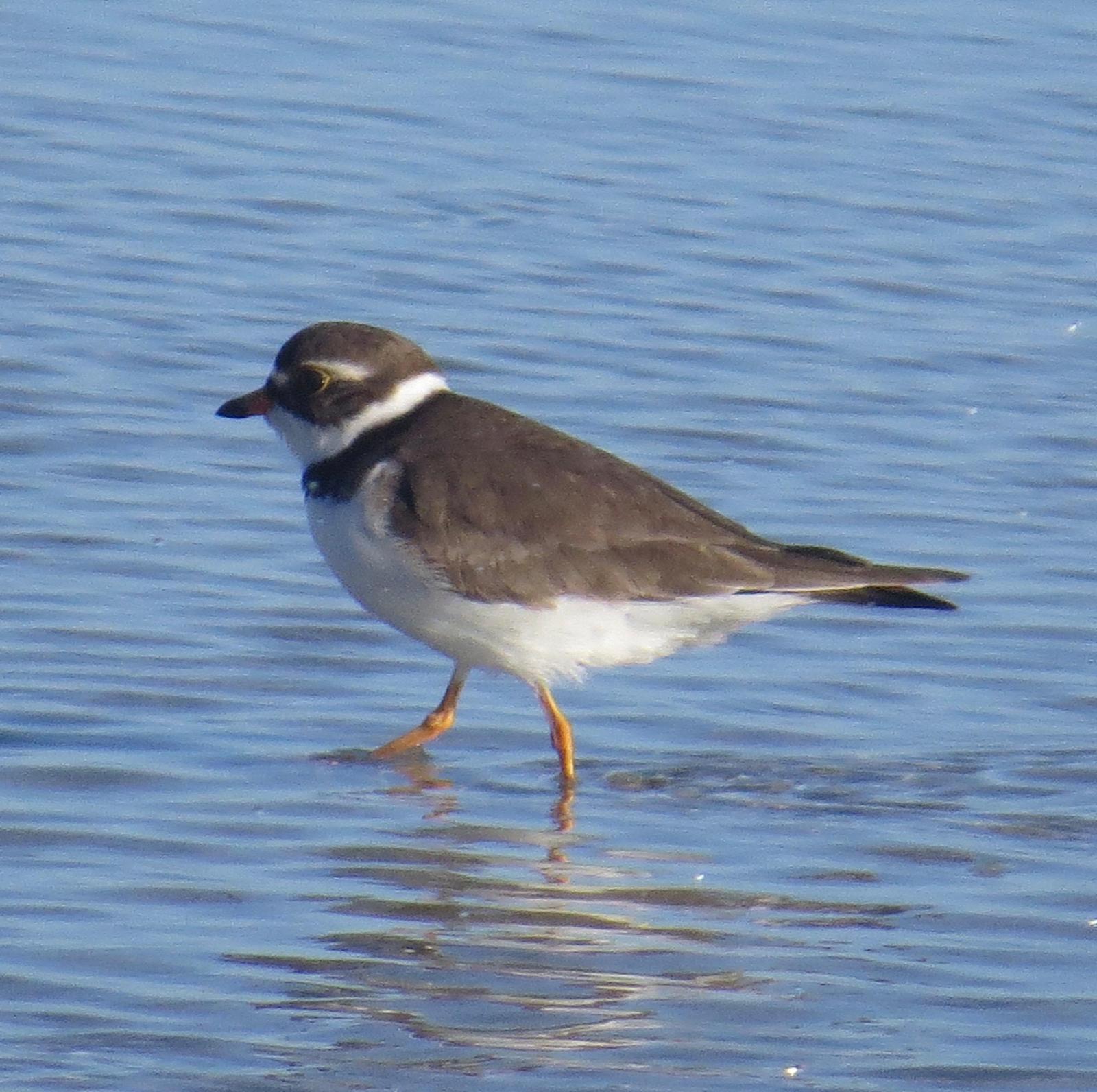 Semipalmated Plover Photo by Don Glasco