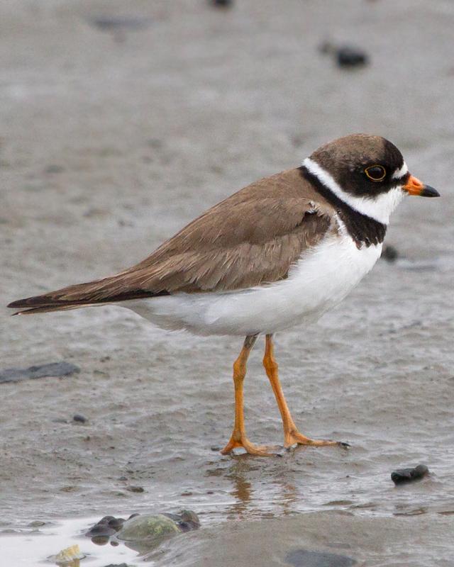 Semipalmated Plover Photo by Ashley Bradford