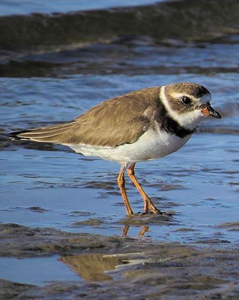 Semipalmated Plover Photo by Kevin Brabble