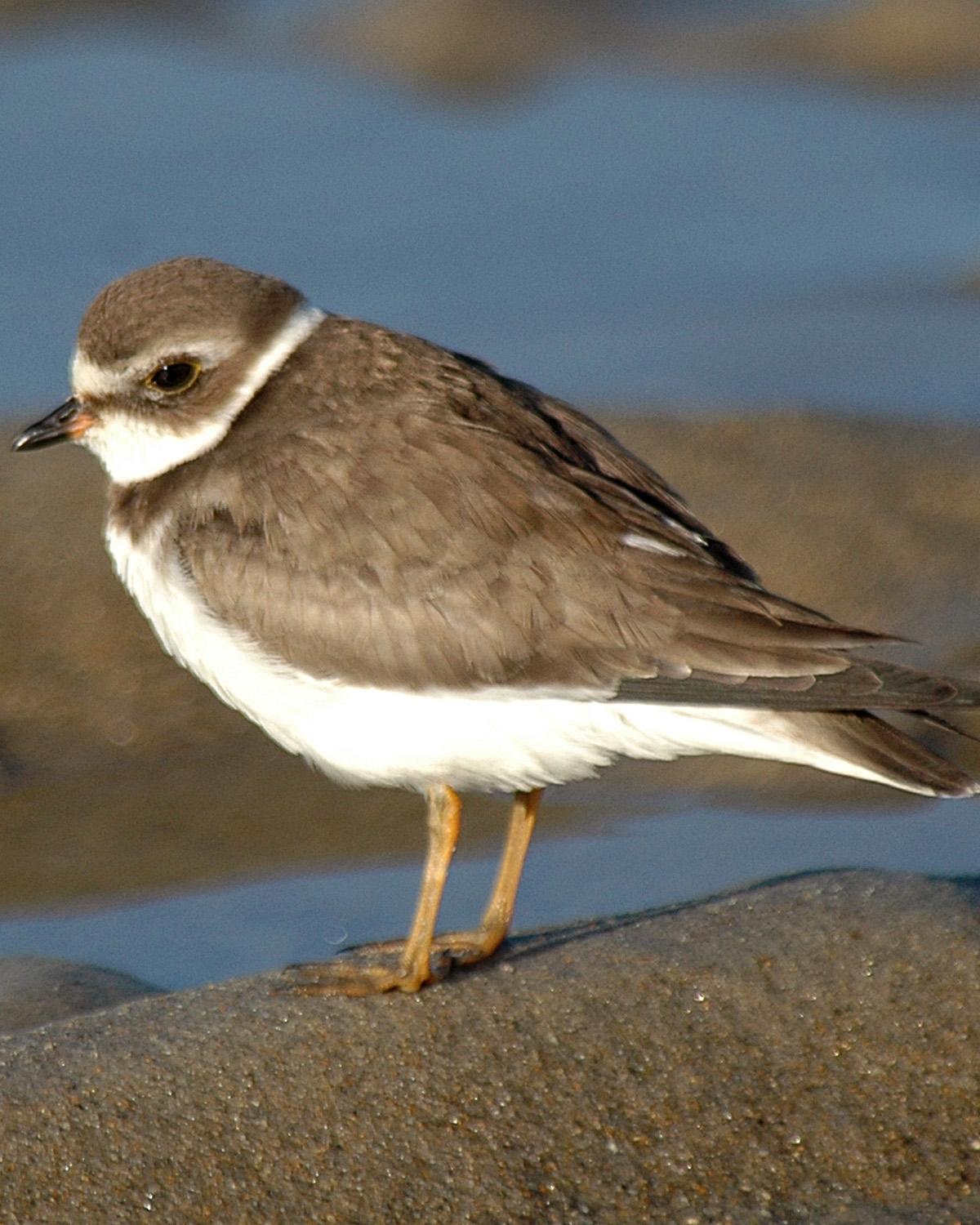 Semipalmated Plover Photo by Magill Weber