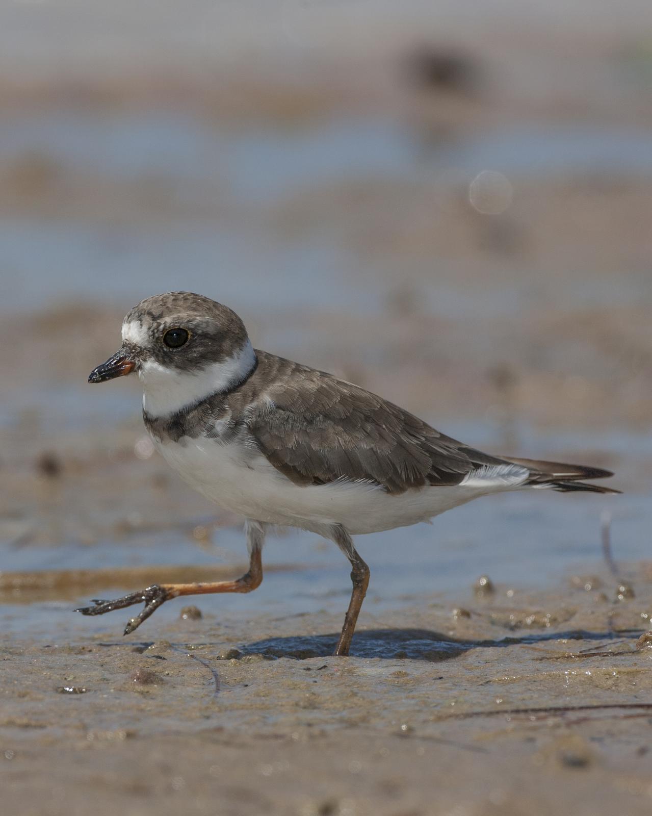 Semipalmated Plover Photo by Jeff Moore