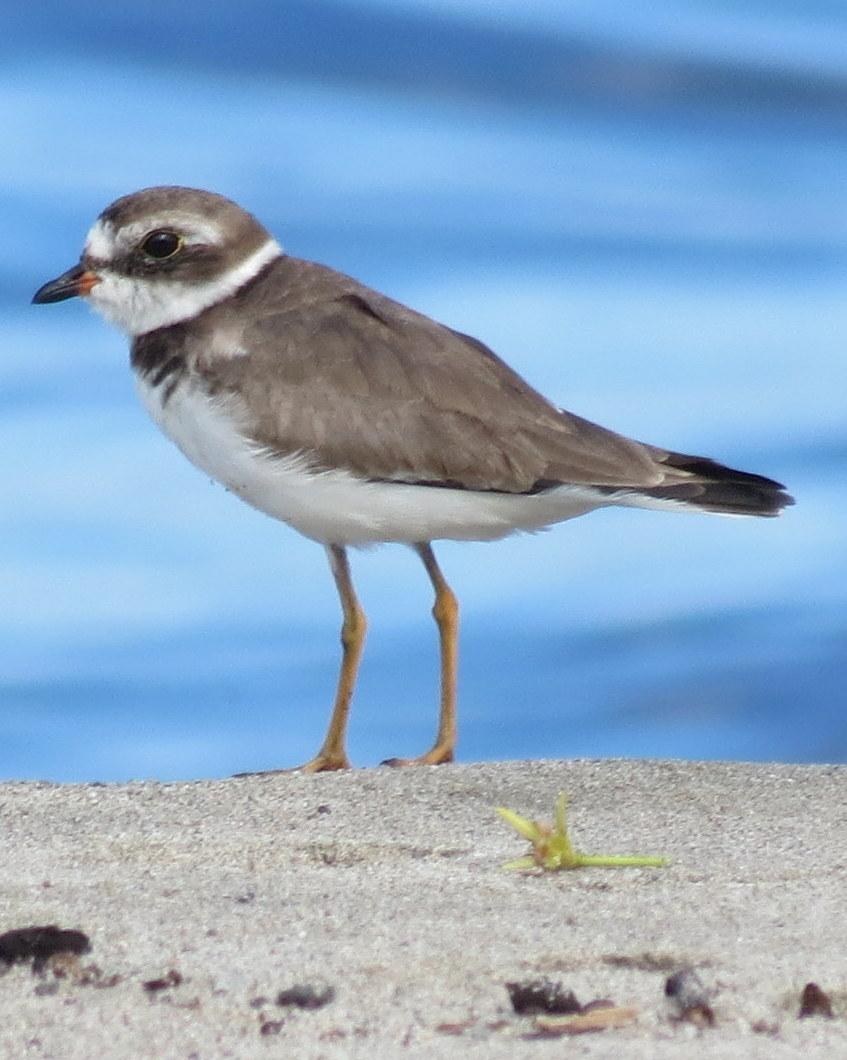 Semipalmated Plover Photo by Oliver Komar