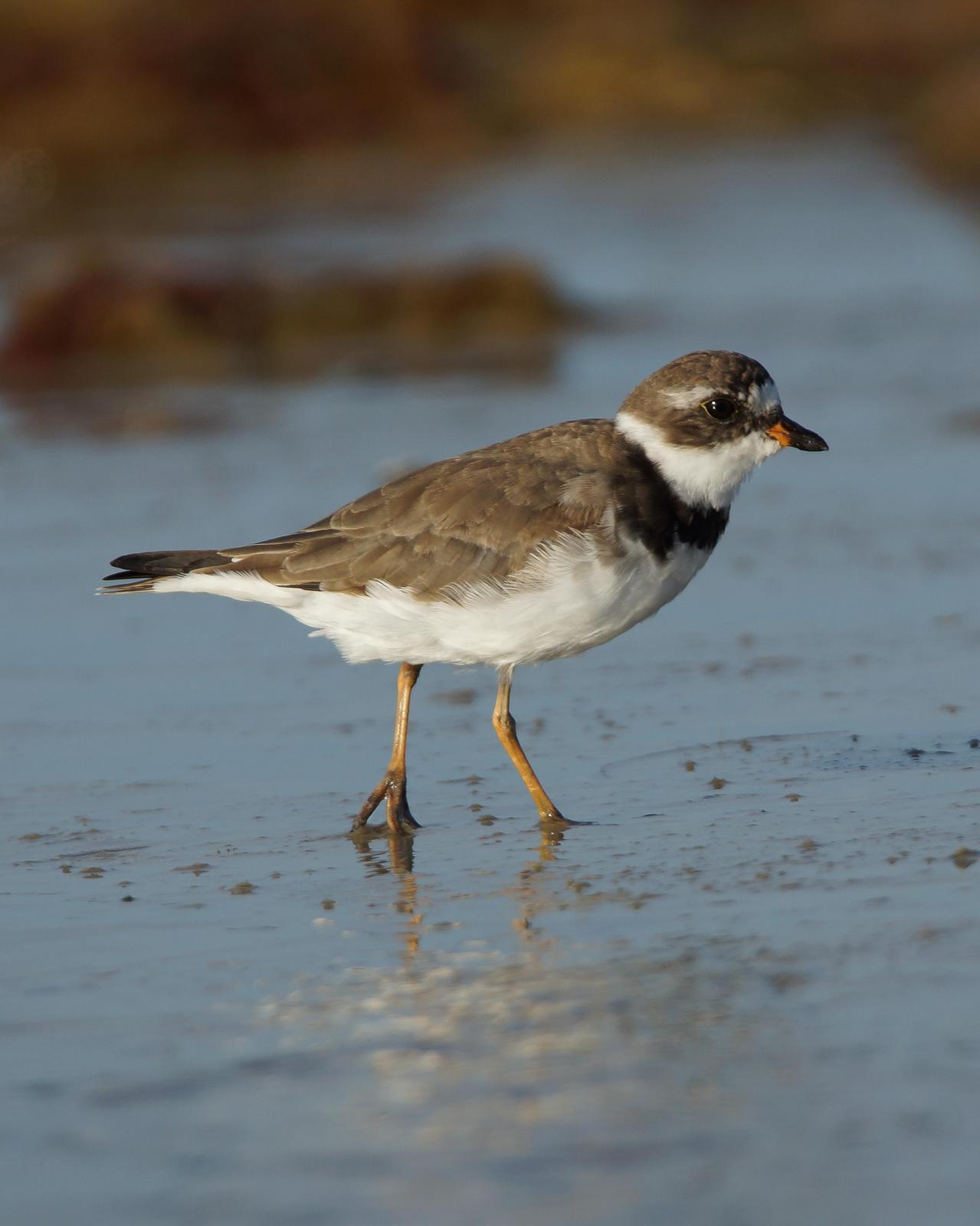 Semipalmated Plover Photo by Steve Percival