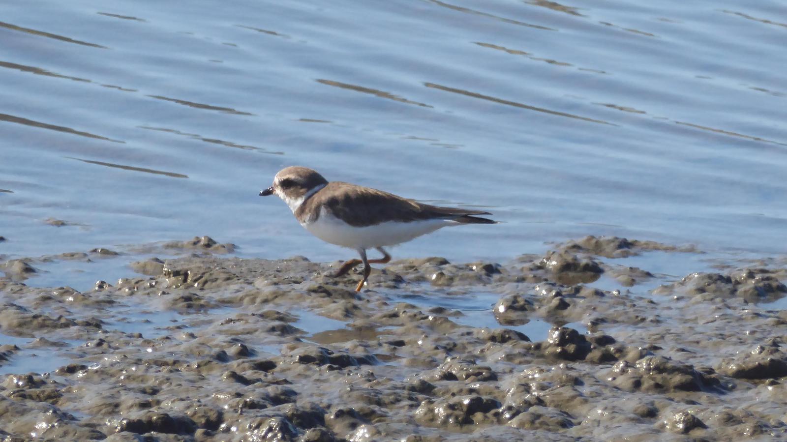 Semipalmated Plover Photo by Daliel Leite