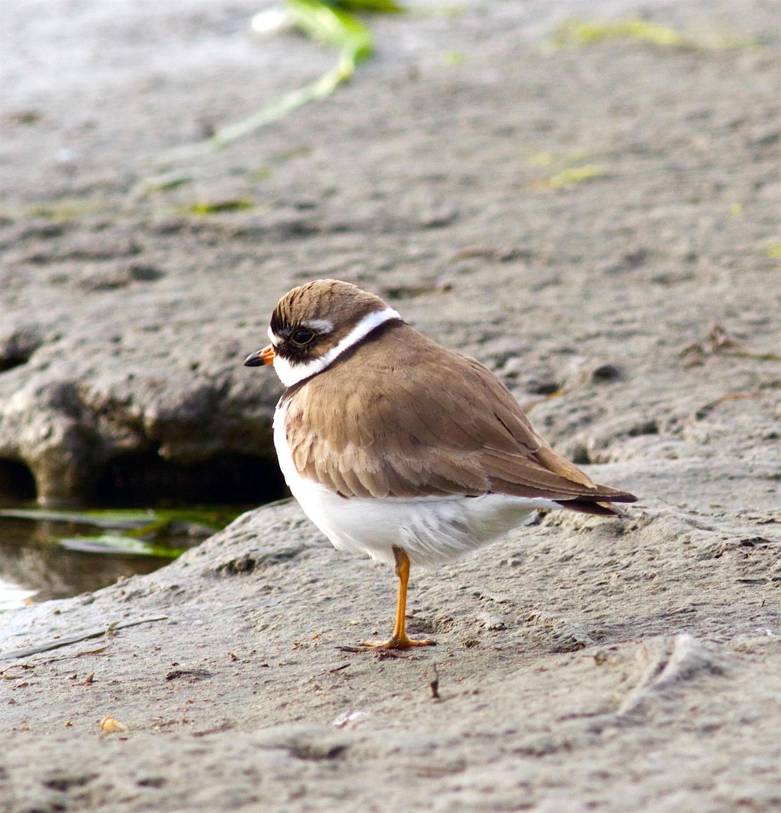 Semipalmated Plover Photo by Kathryn Keith