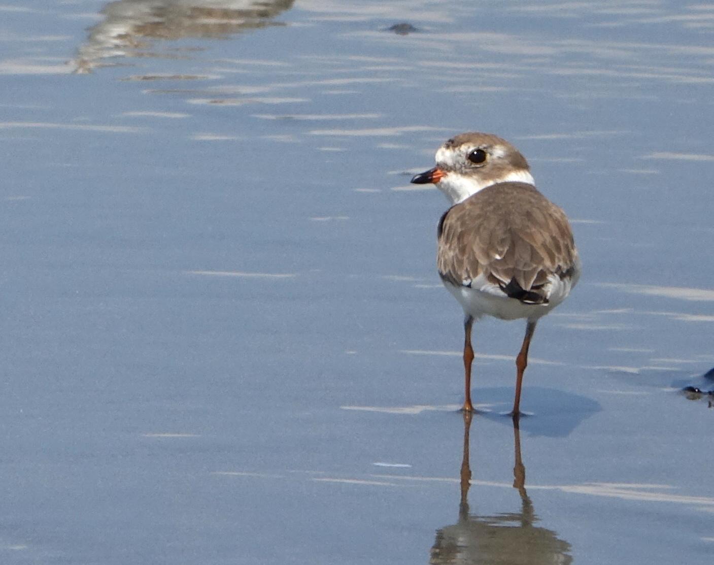 Semipalmated Plover Photo by Doug Swartz
