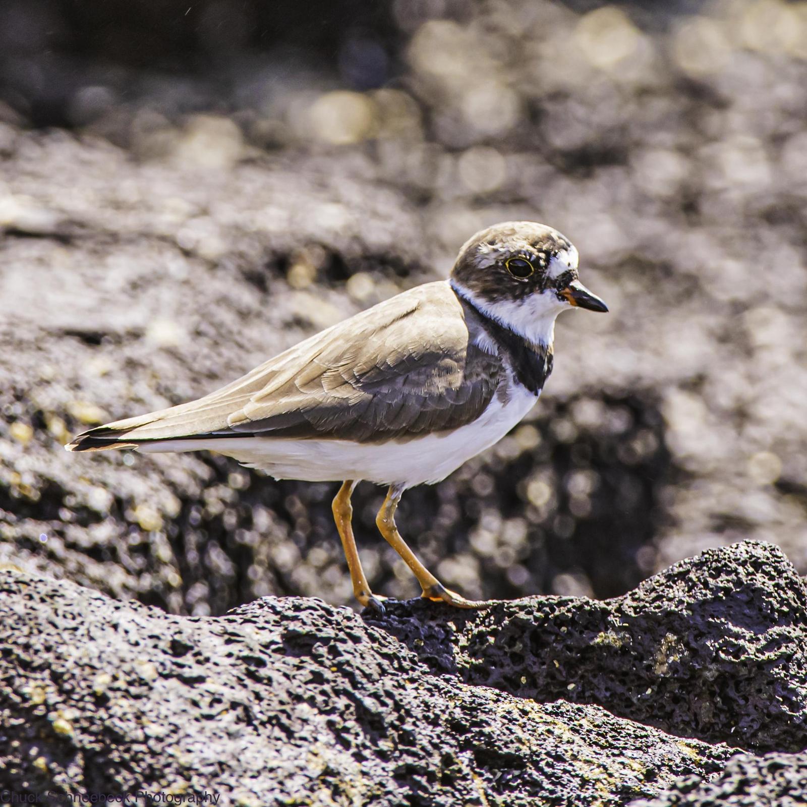 Semipalmated Plover Photo by Chuck  Schneebeck