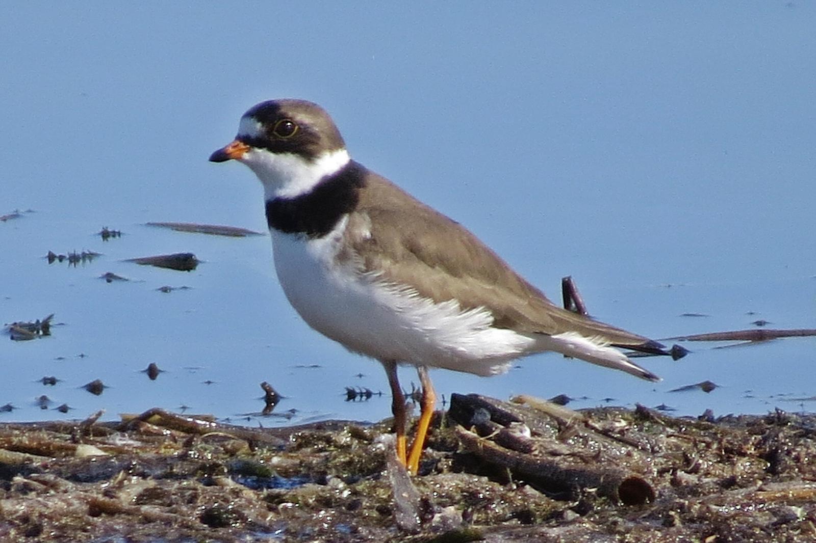 Semipalmated Plover Photo by Enid Bachman