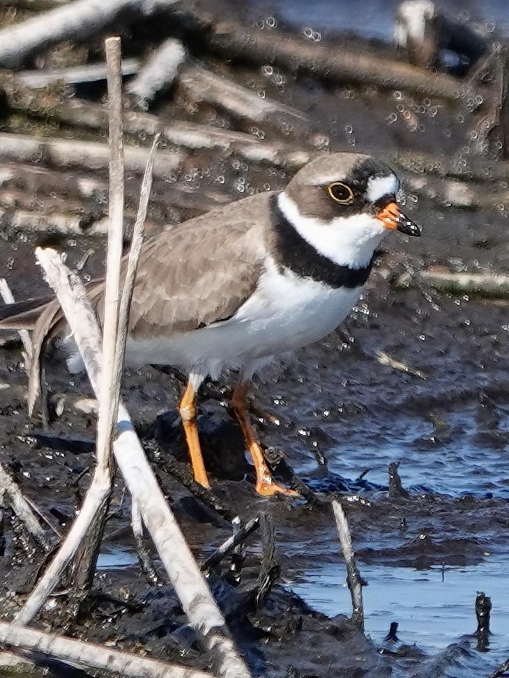 Semipalmated Plover Photo by Kent Jensen