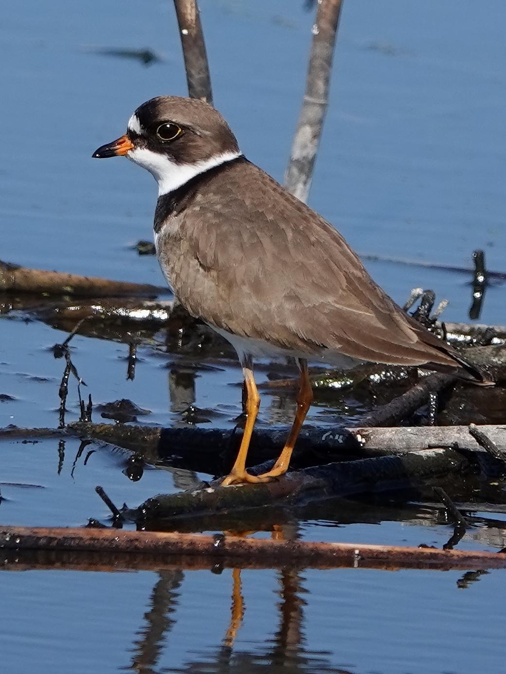 Semipalmated Plover Photo by Kent Jensen