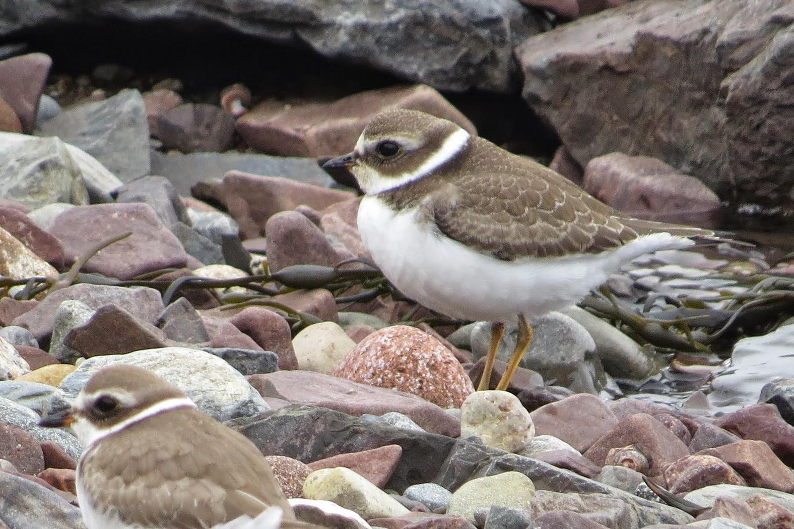 Semipalmated Plover Photo by Jeff Harding