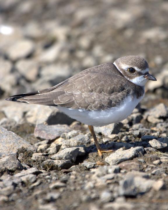 Semipalmated Plover Photo by Mat Gilfedder