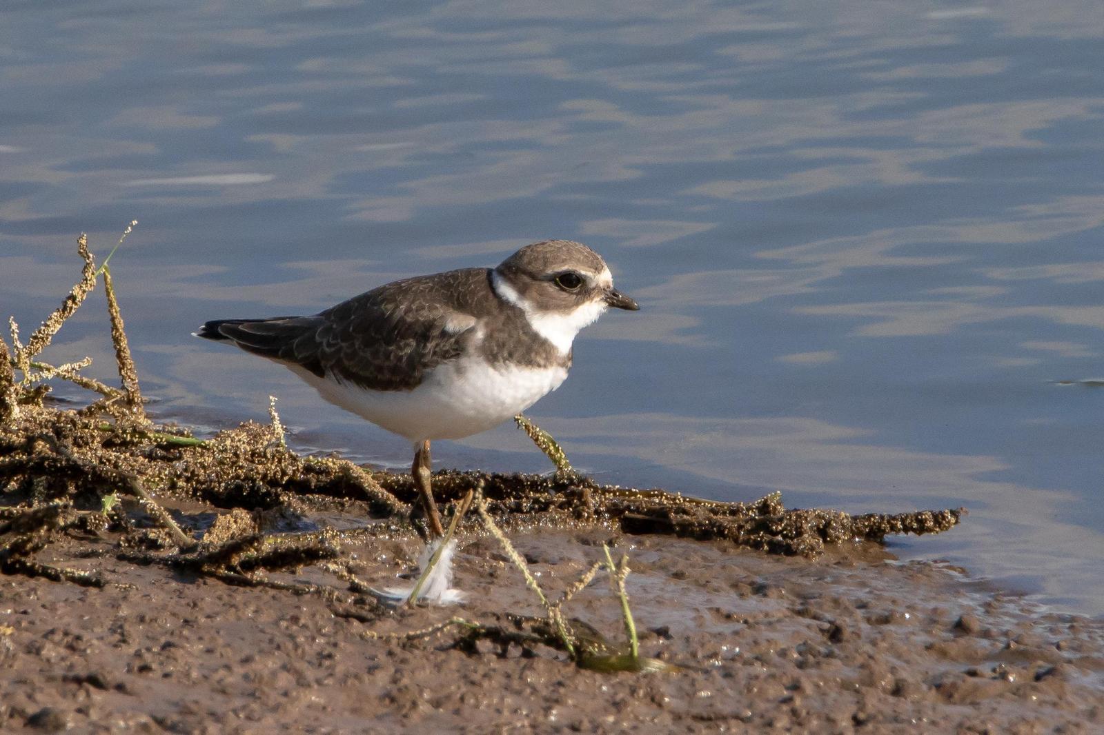 Semipalmated Plover Photo by Gerald Hoekstra