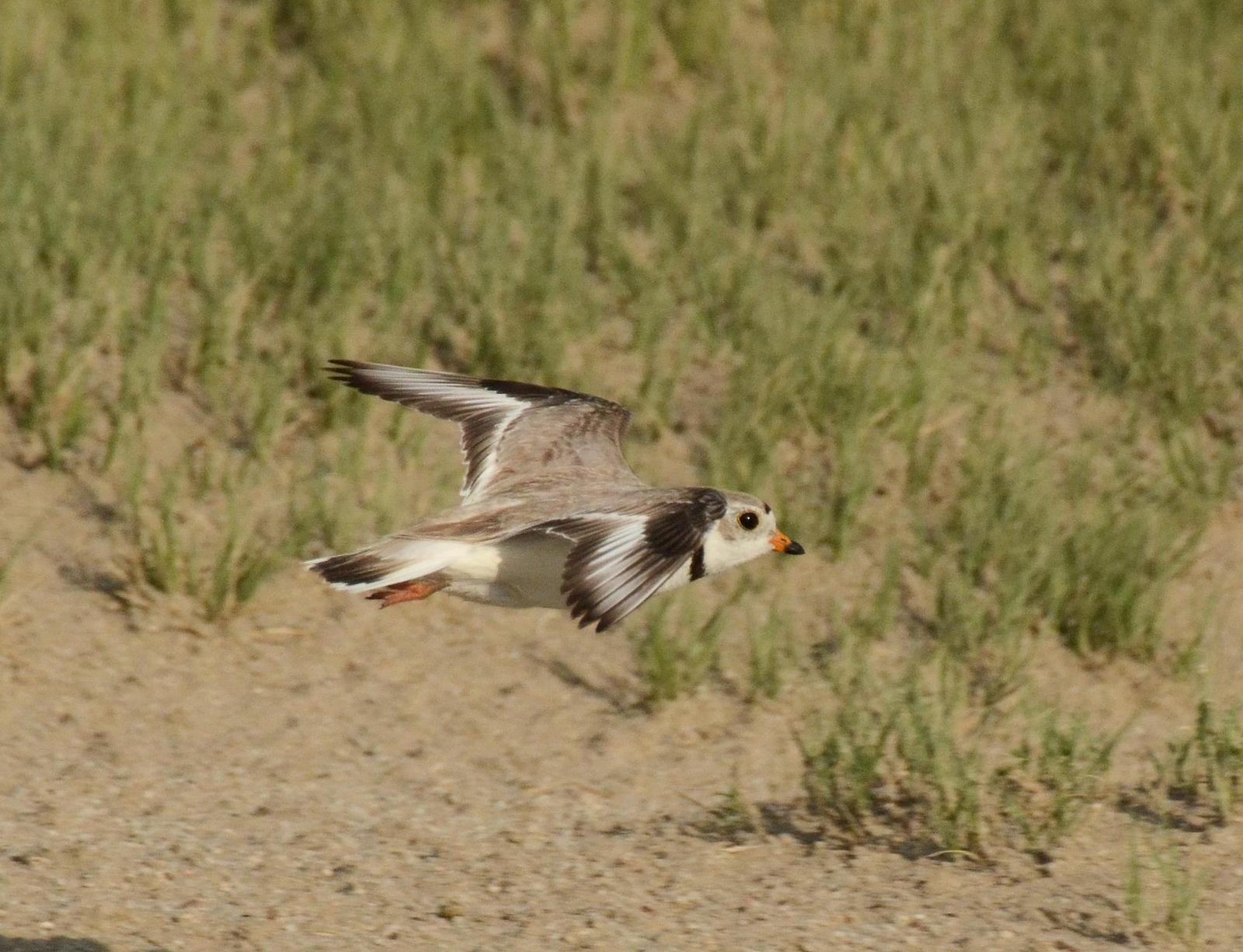 Piping Plover Photo by Steven Mlodinow