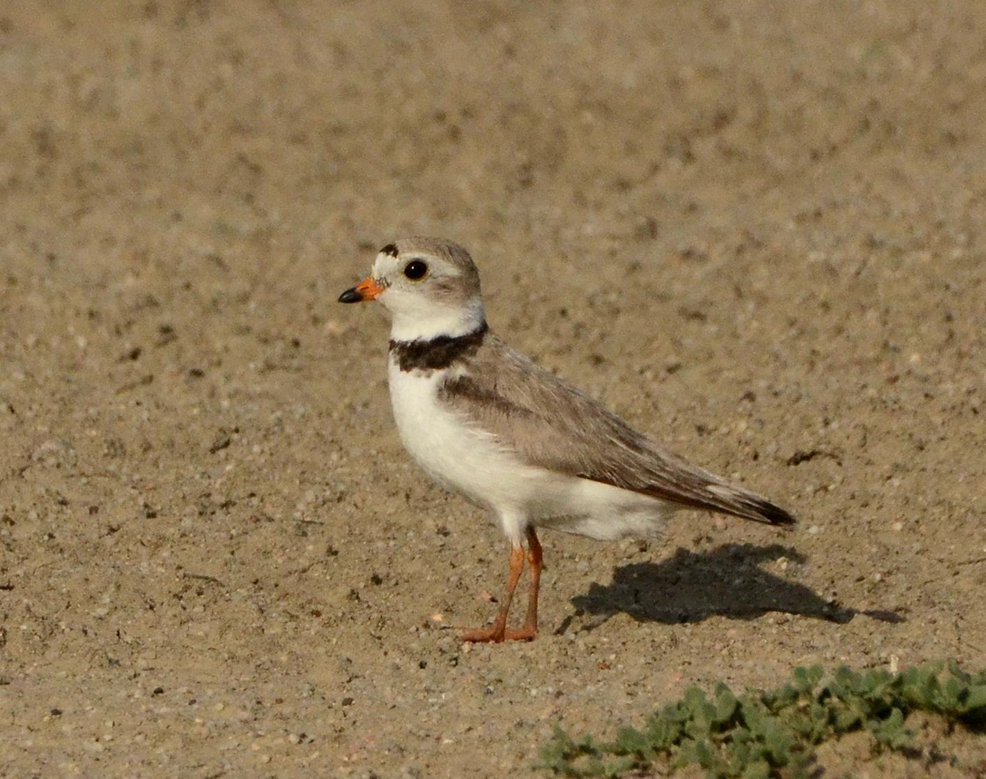 Piping Plover Photo by Steven Mlodinow