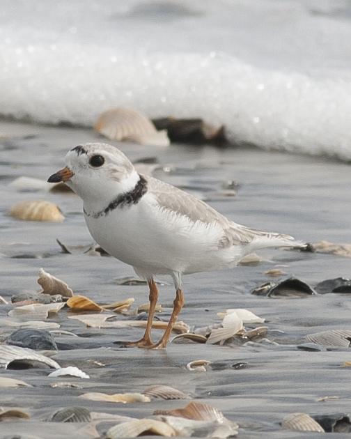 Piping Plover Photo by Jeff Moore