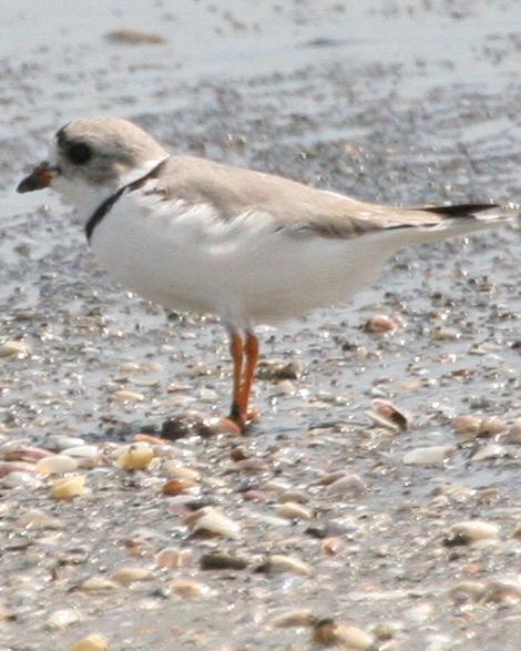 Piping Plover Photo by Andrew Theus