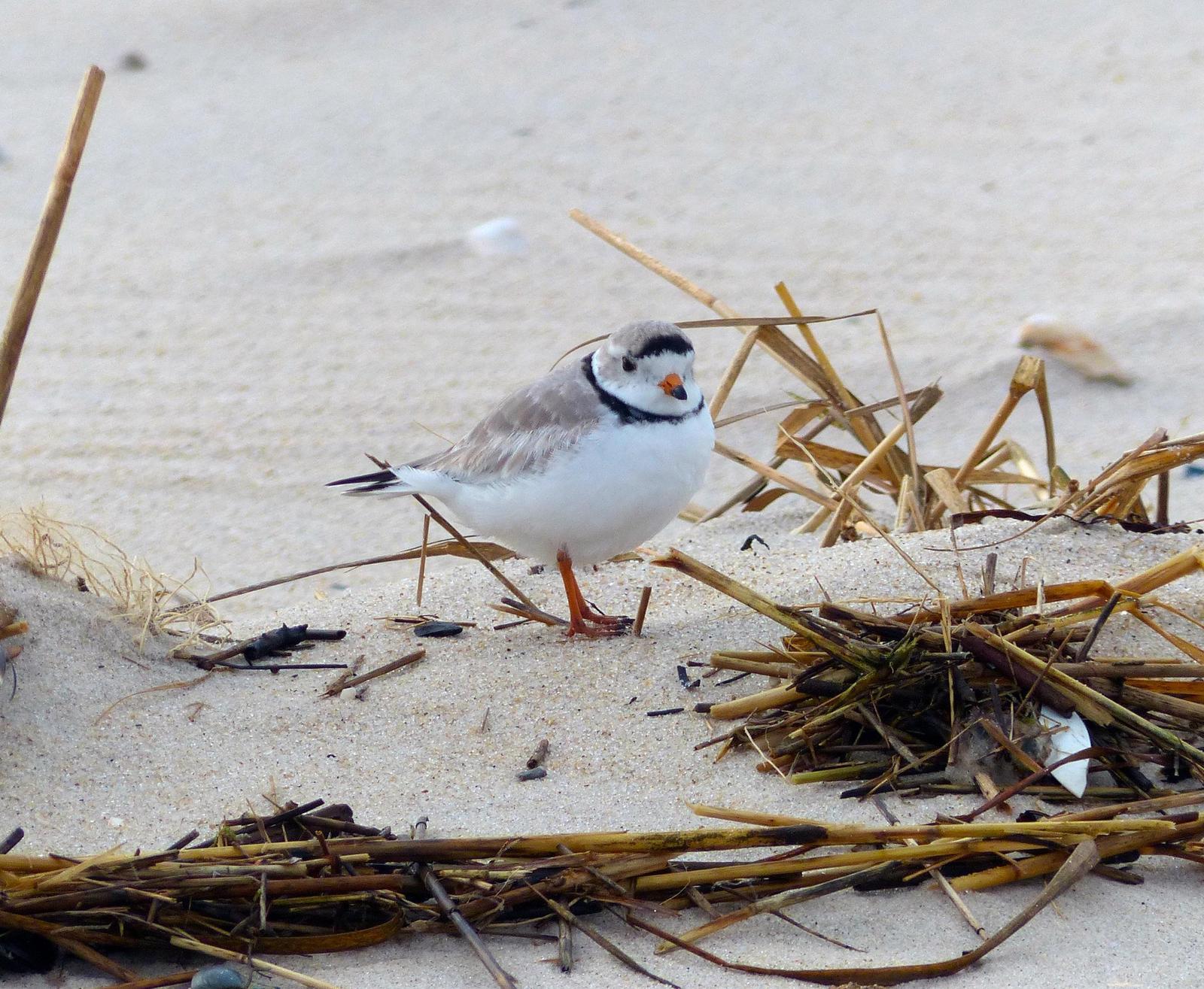 Piping Plover Photo by William Haluska