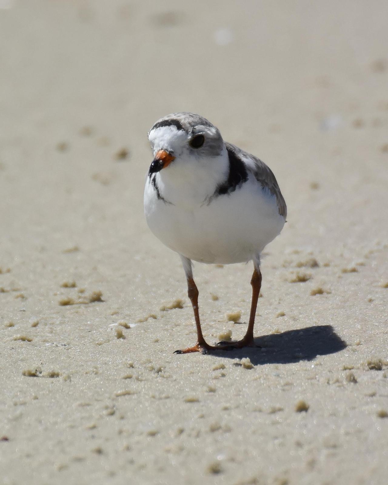 Piping Plover Photo by Steve Percival