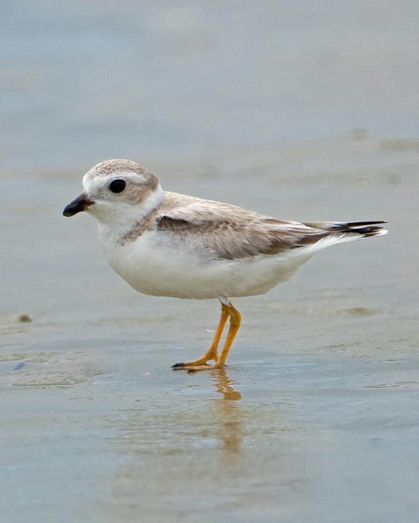 Piping Plover Photo by JC Knoll