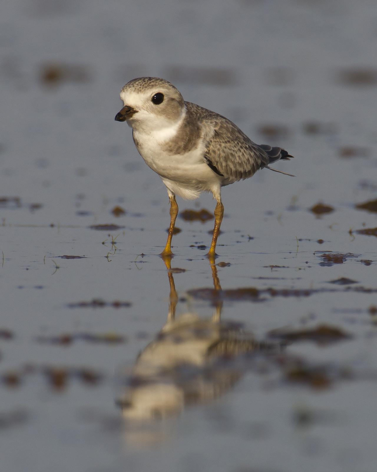 Piping Plover Photo by Bill Adams