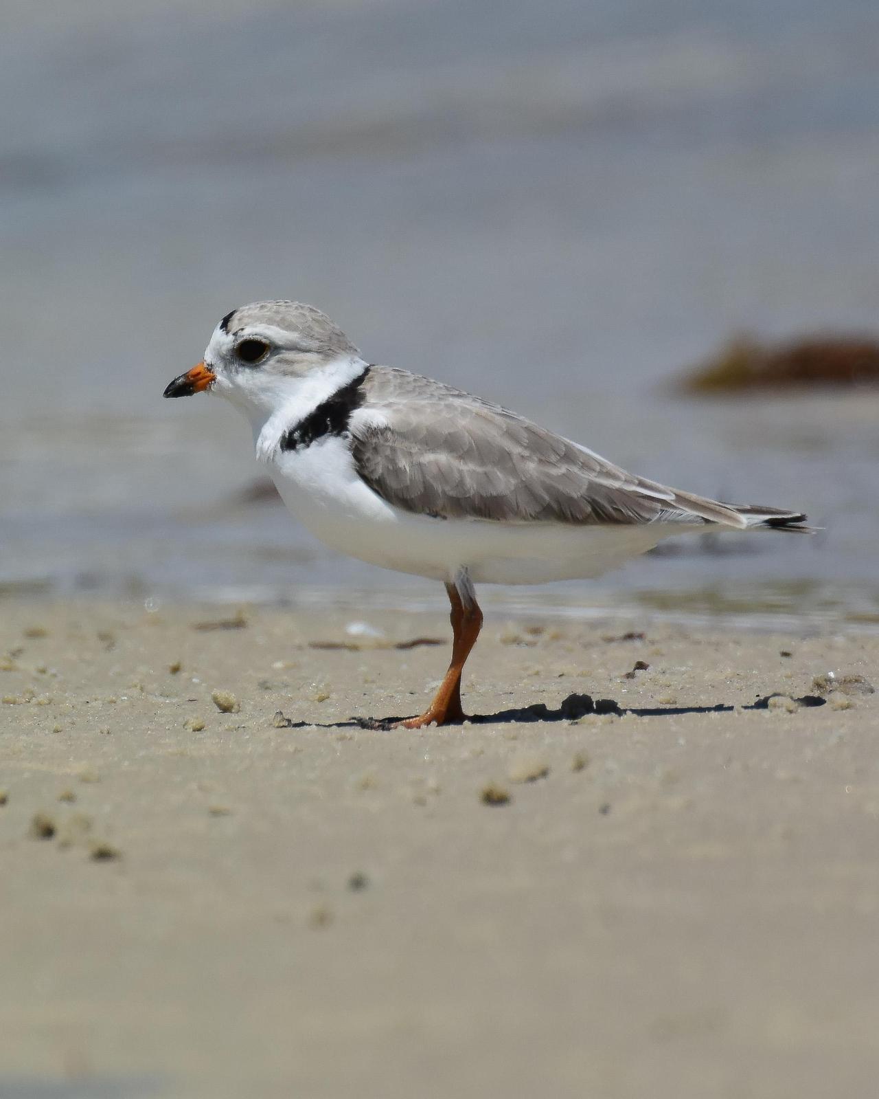 Piping Plover Photo by Emily Percival
