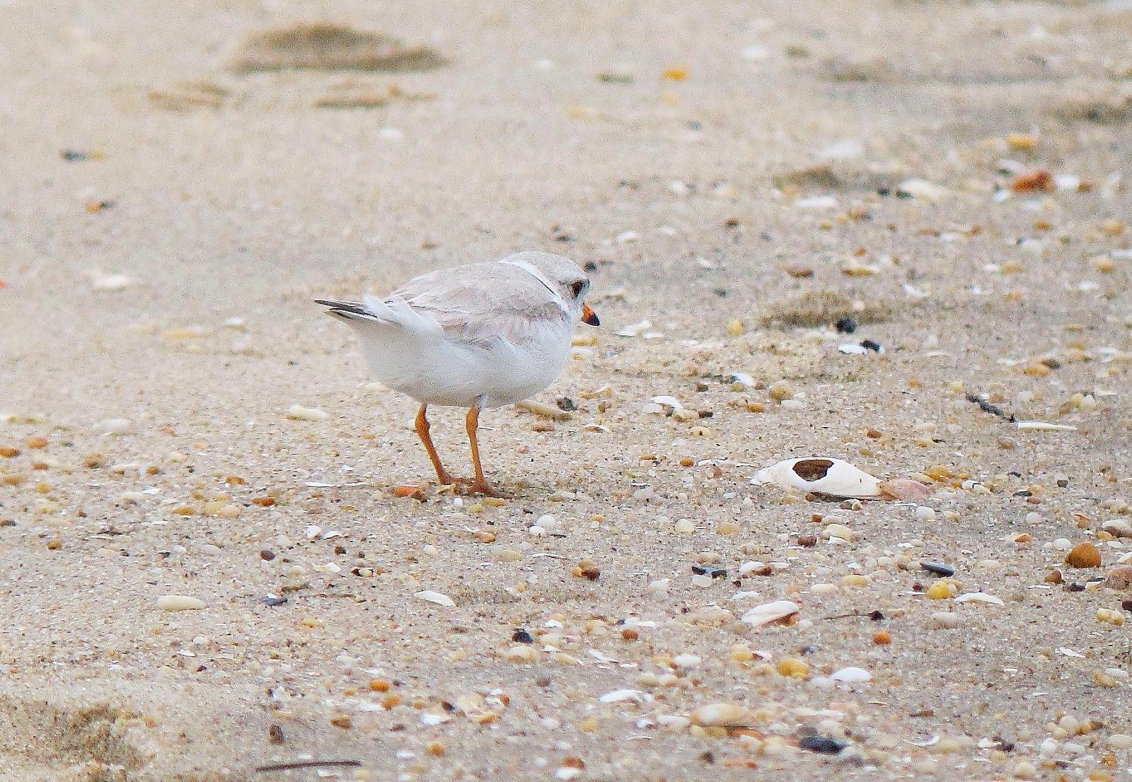 Piping Plover Photo by Joseph Pescatore