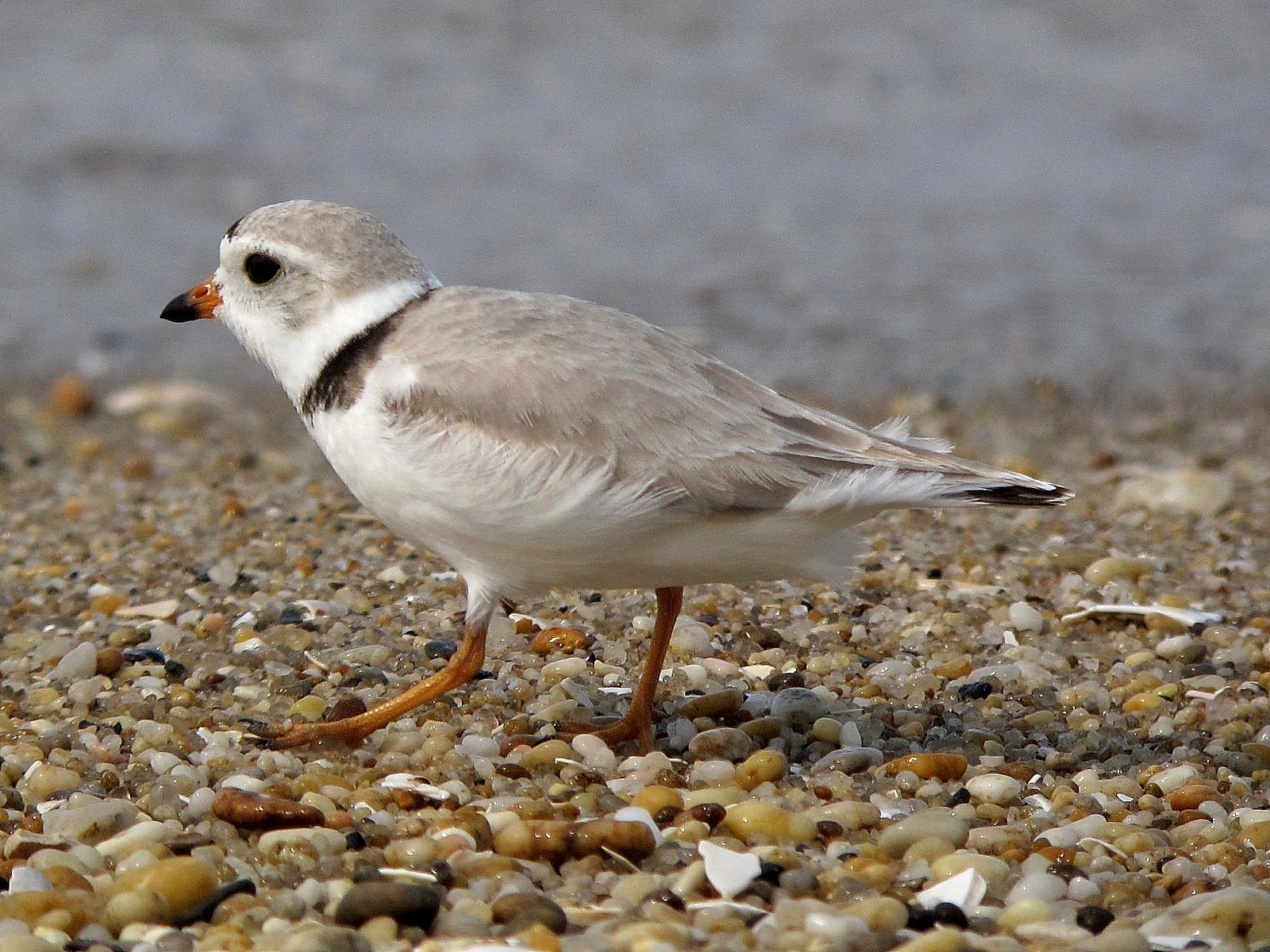 Piping Plover Photo by Joseph Pescatore
