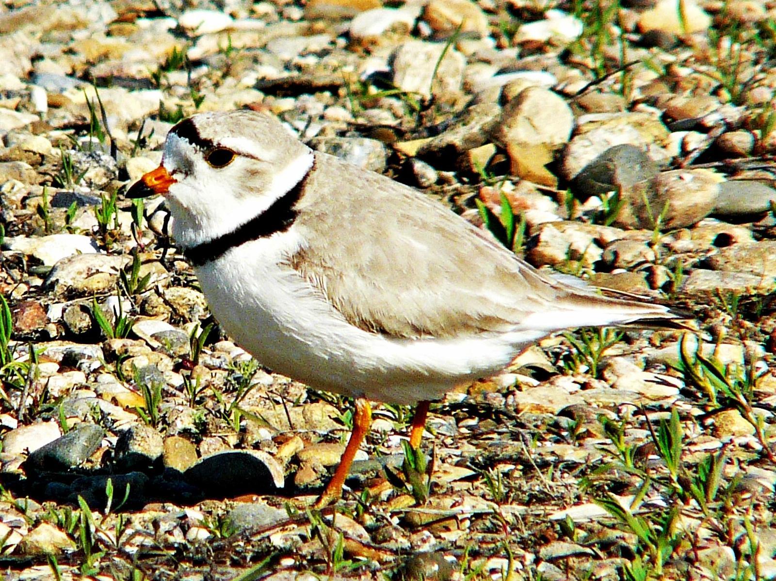 Piping Plover Photo by Bob Neugebauer