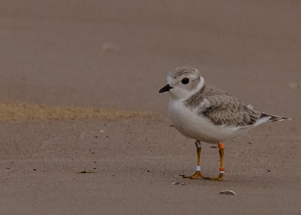 Piping Plover Photo by Keshava Mysore