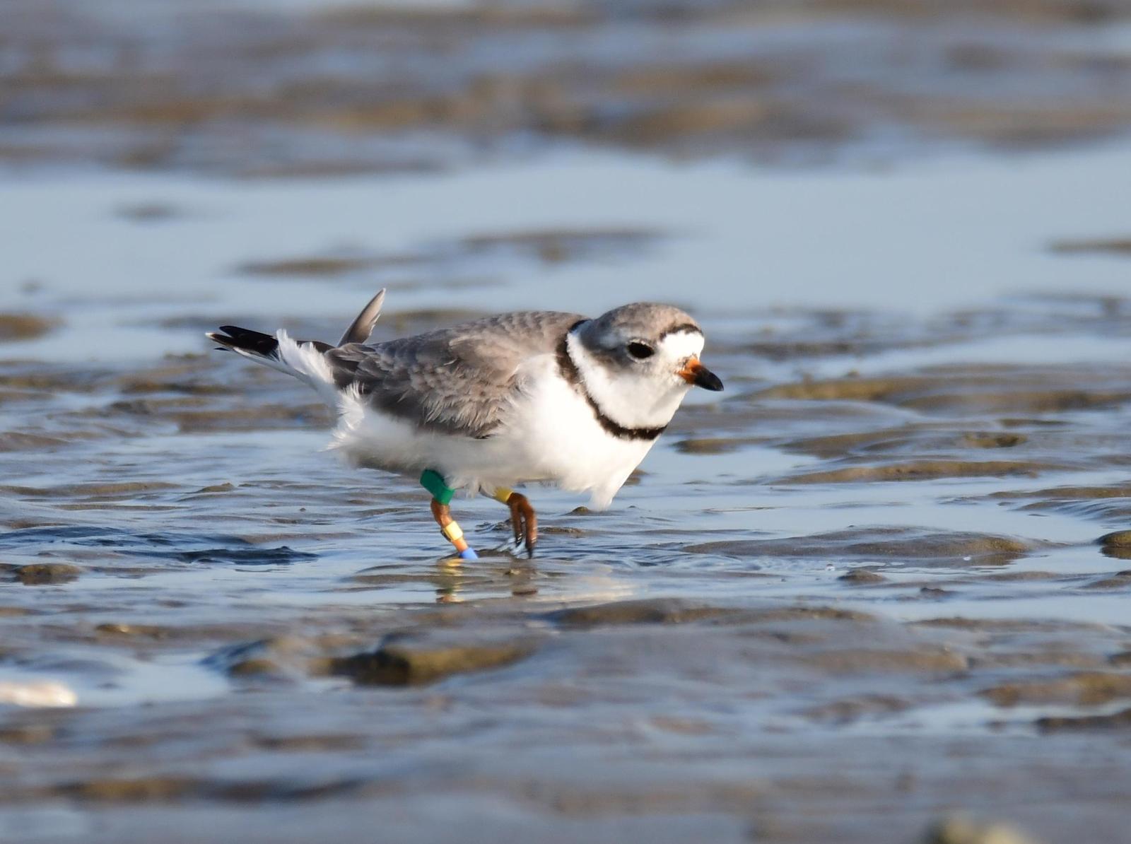 Piping Plover Photo by Jacob Zadik