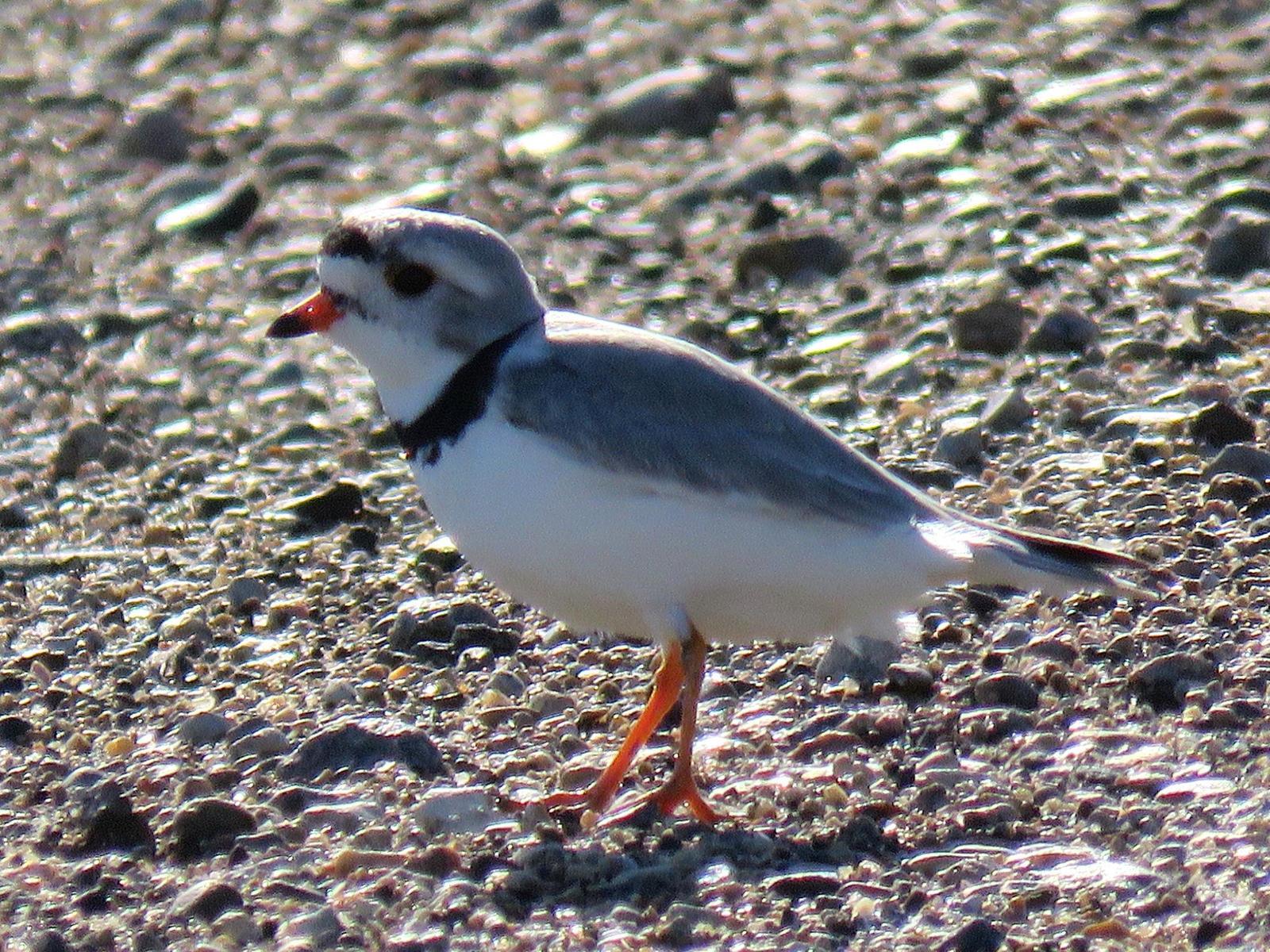 Piping Plover Photo by Kent Jensen