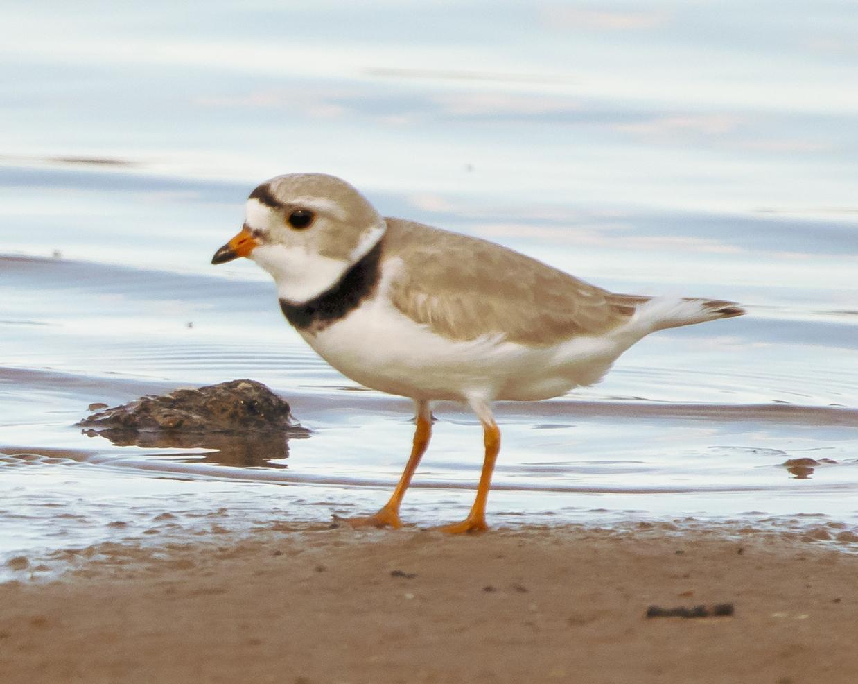 Piping Plover Photo by Tom Gannon