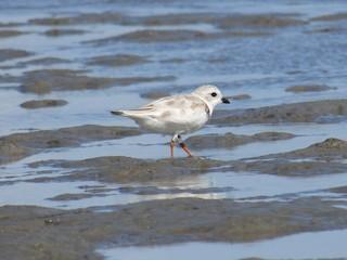 Piping Plover Photo by Charliee Quatlebaumm