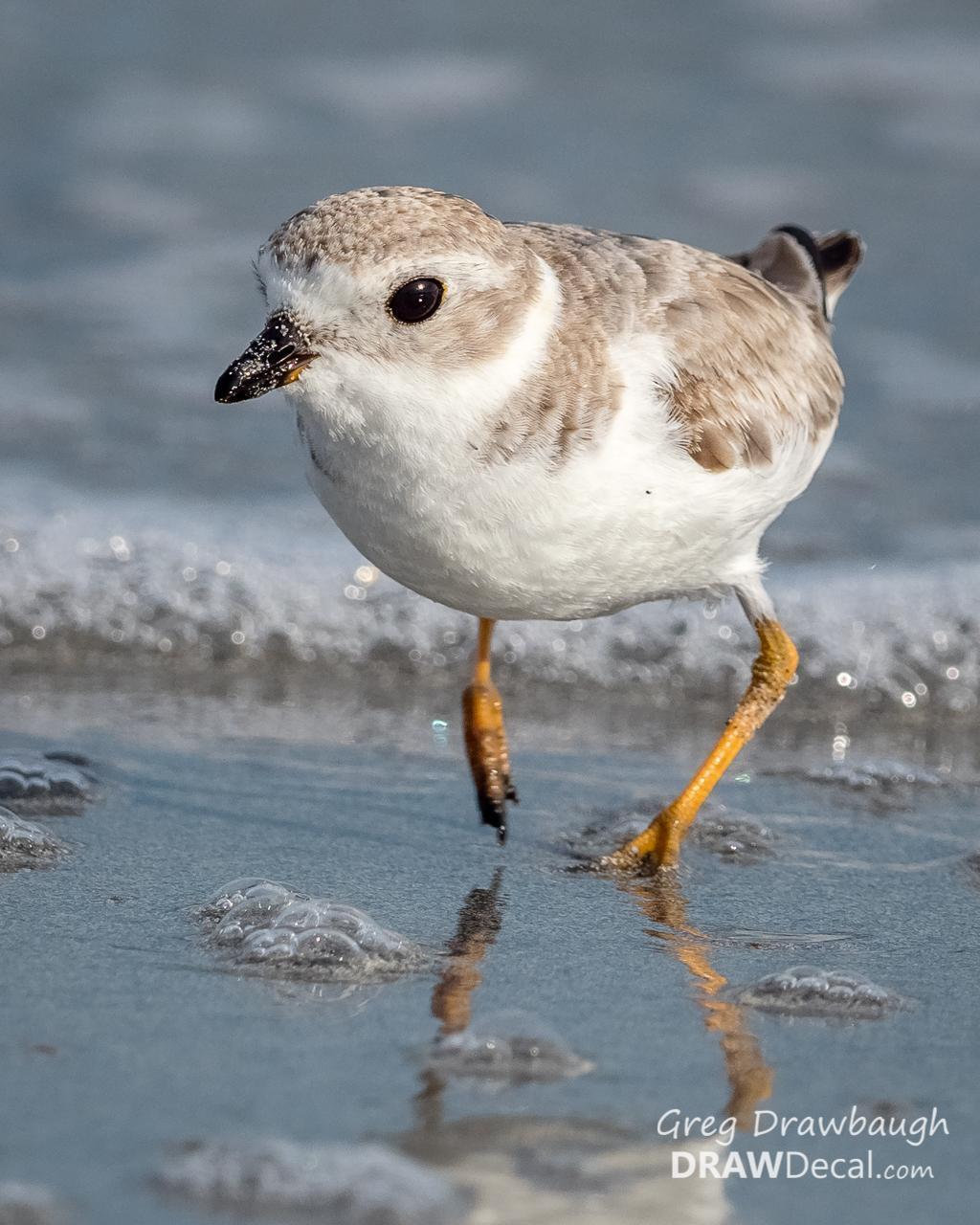Piping Plover Photo by Greg Drawbaugh