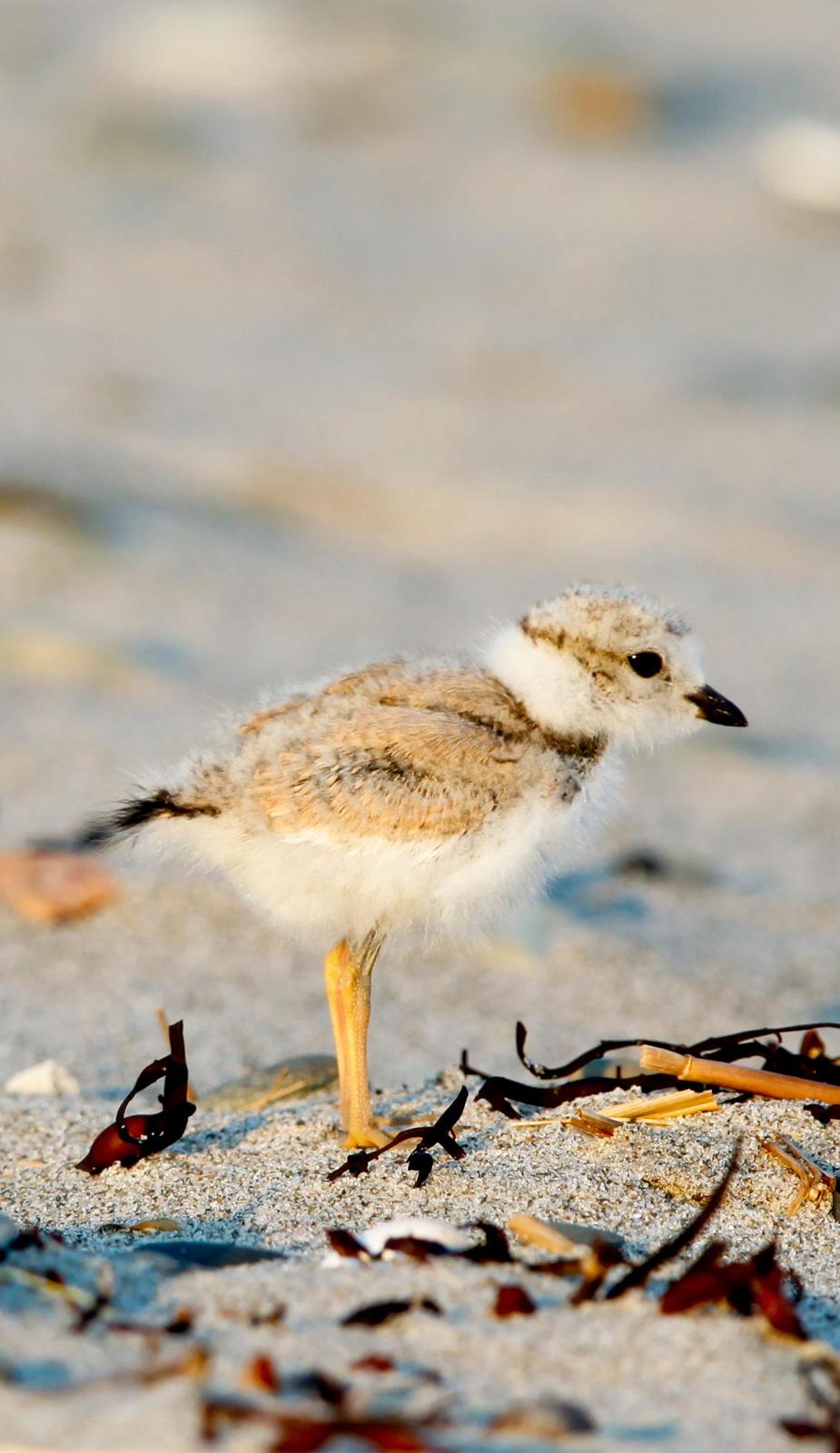 Piping Plover Photo by Lucy Wightman