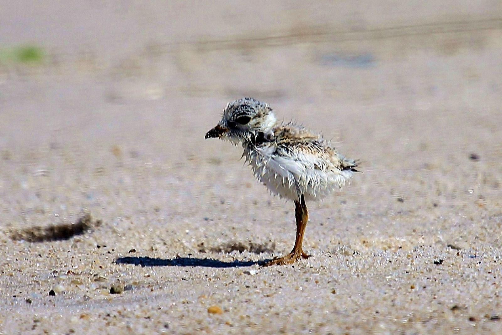 Piping Plover Photo by Matthew McCluskey
