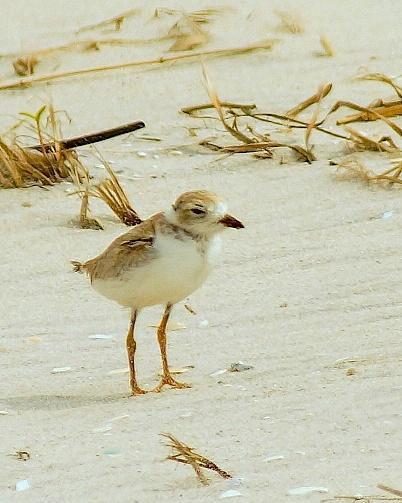 Piping Plover Photo by Gerald Hoekstra
