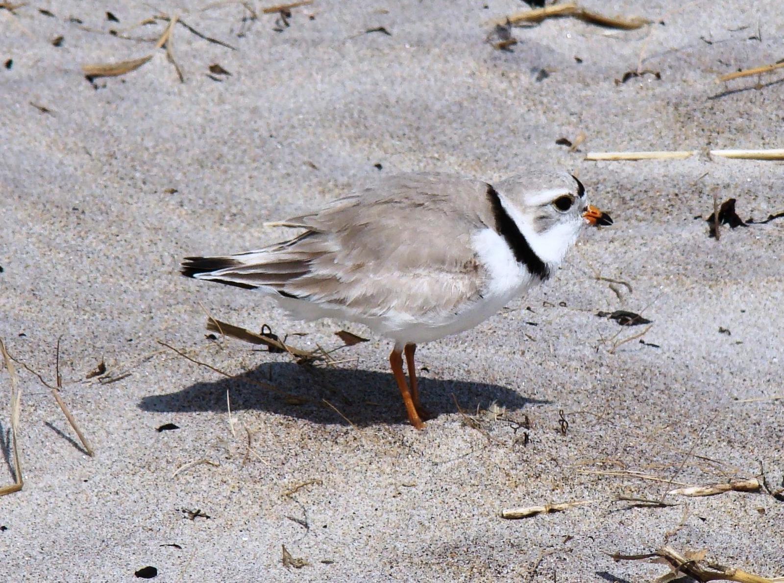 Piping Plover Photo by Bob Heitzman
