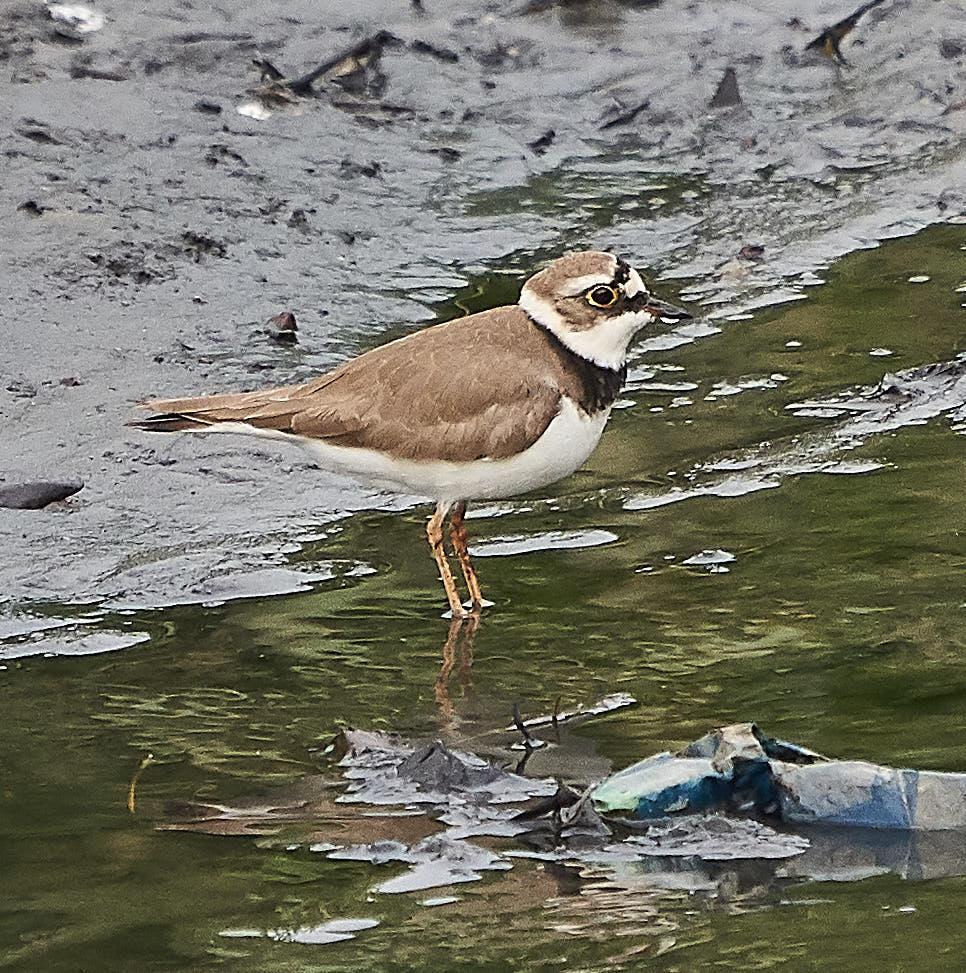 Little Ringed Plover Photo by Steven Cheong