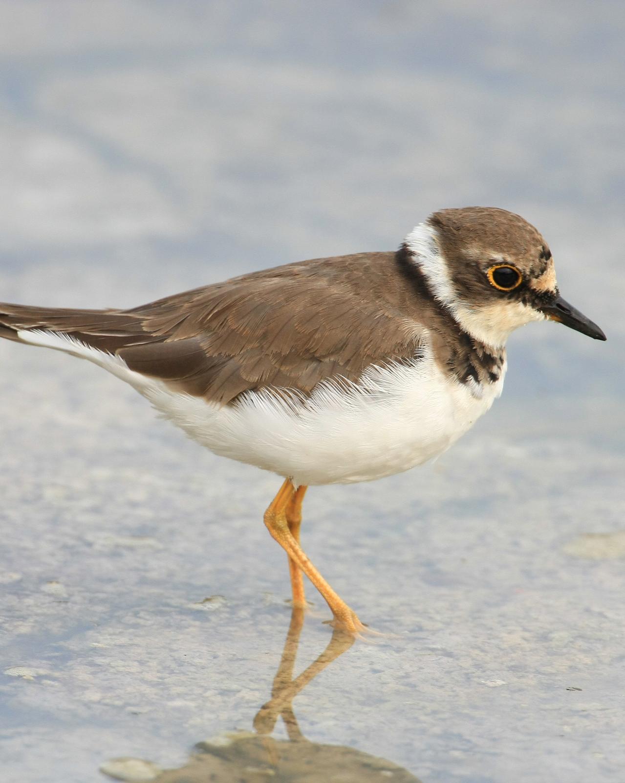 Little Ringed Plover Photo by Monte Taylor