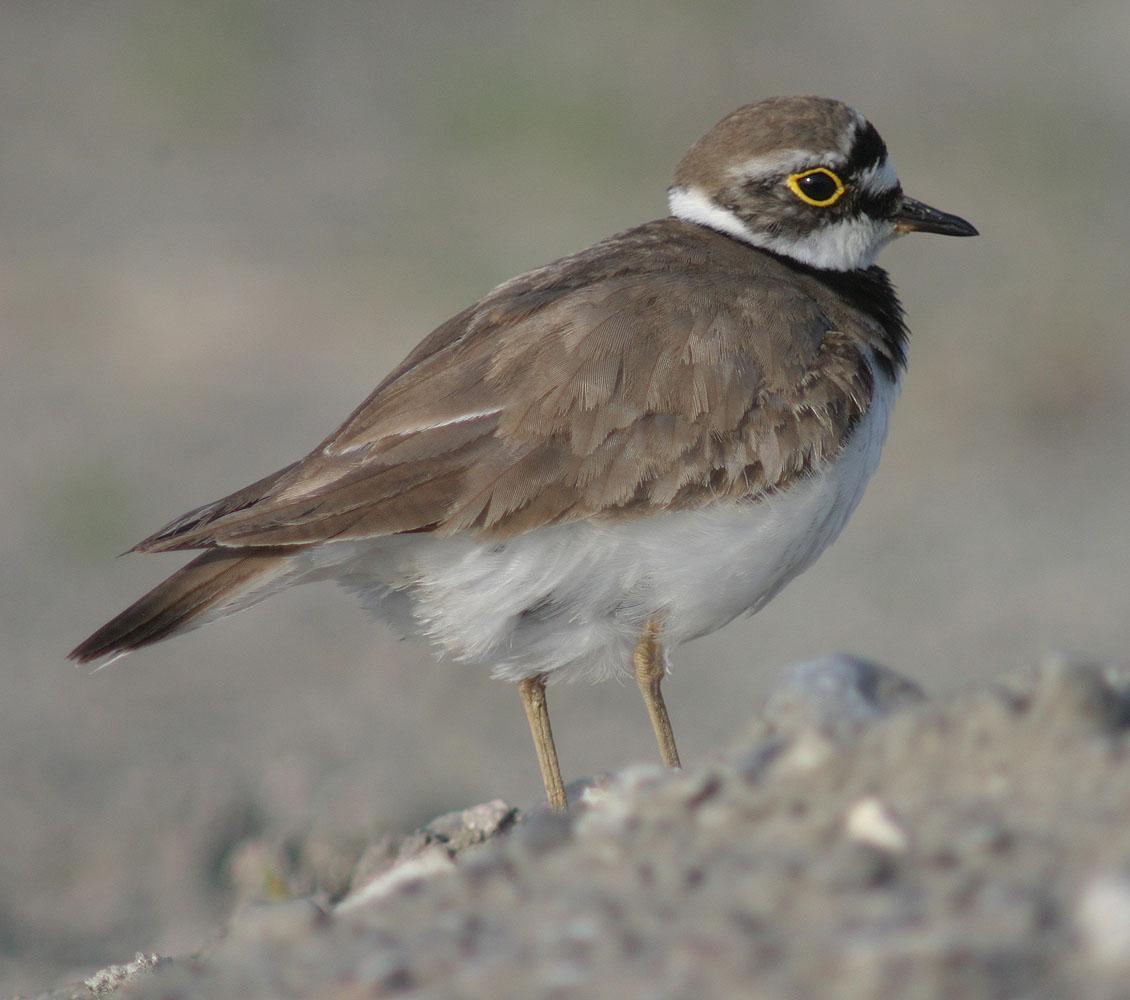 Little Ringed Plover Photo by Peter Boesman