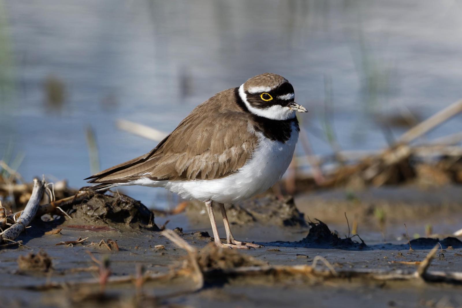 Little Ringed Plover Photo by Robert Cousins