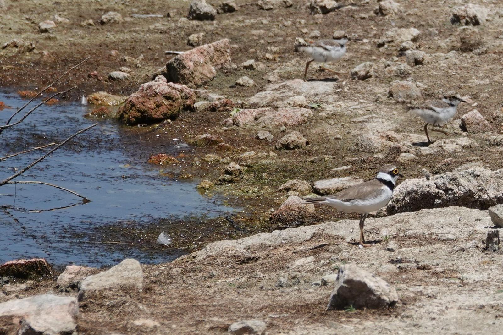 Little Ringed Plover Photo by Bonnie Clarfield-Bylin